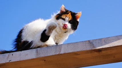 A furry cat washes its face against the blue sky