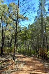 Fototapeta na wymiar A view of a walking trail in the Warrumbungle Ranges near Coonabarabran in New South Wales, Australia