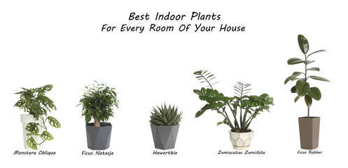 Set of best house plants on white background