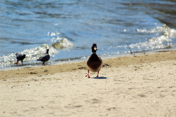 Fototapeta premium Wild gray duck walks on a deserted river bank. Wildlife without people during coronavirus quarantine