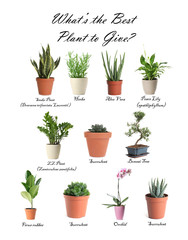 Set of different houseplants on white background. Best gifts for plant lovers