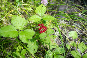 Rocky bones (lat. Rubus saxatilis) with ripened red berries grows among the grass in the forest.
