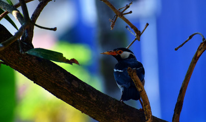 Pied Mayna, Gui Shalik or Gang Shalik bird on a branch in Guwahti, Assam, India
