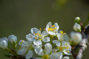 Cherry tree blossom, white tender flowers in spring on blue sky, selective focus, seasonal nature flora