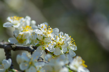 Obraz premium Cherry tree blossom, white tender flowers in spring on blue sky, selective focus, seasonal nature flora