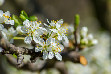 Cherry tree blossom, white tender flowers in spring on blue sky, selective focus, seasonal nature flora