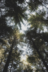 Looking up Forest