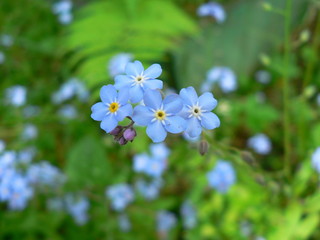 forget-me-nots, small blue flowers