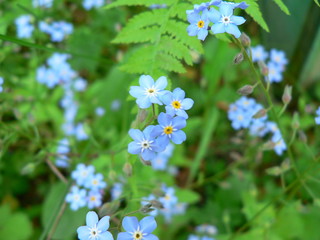 forget-me-nots, small blue flowers