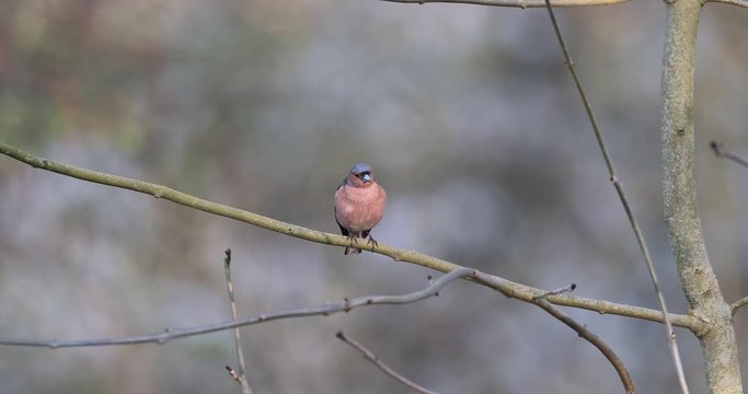 pinson des arbres (Fringilla coelebs) pos&eacute; sur une branche