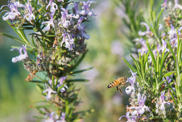 Bee flowers detail pollination closeup