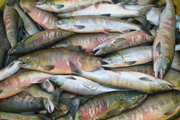 Fresh catch of chum salmon ( Oncorhynchus keta ).  Amur river. Khabarovsk region, far East, Russia.	
