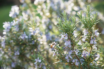 Bee flowers detail pollination closeup