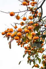 Persimmons