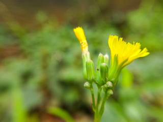 close up of yellow flower