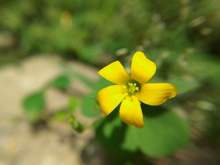 yellow flowers in the garden