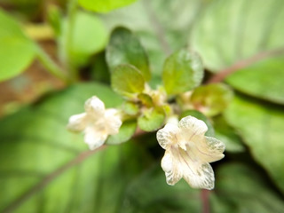Closeup of white wild flowers