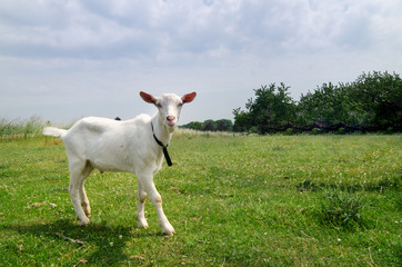 young white goat on green meadow