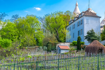 Paris, vineyards of Montmartre in spring, with the basilica in background
