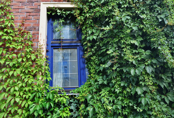 Virginia creeper and old window