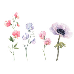 Naklejka na ściany i meble Beautiful vector watercolor floral set with anemone and sweet pea flowers. Stock illustration.
