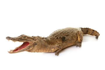 crocodile in studio
