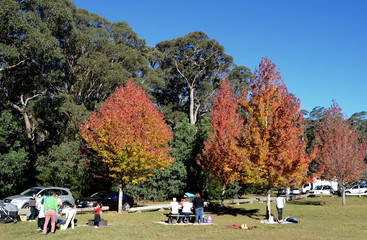 Fototapeta na wymiar picnic in the park