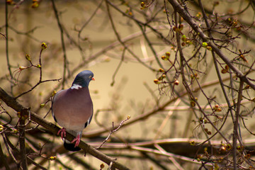 bird on a branch