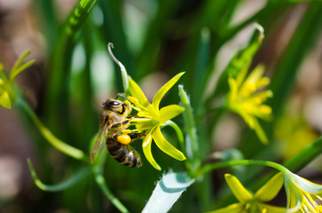 Honeybee pollination close up