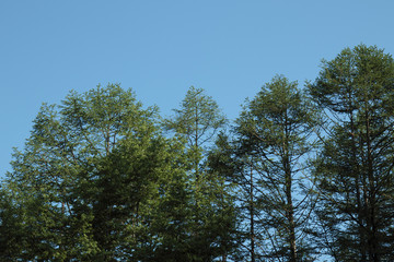 Obraz premium 林の背景