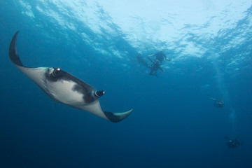 Oceanic Manta Ray and scuba divers