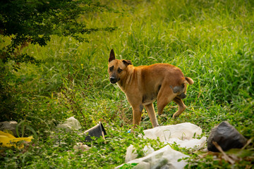 Three legged stray dog stumbled over garbage in scrapyard