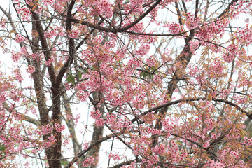 Phaya Suea flower or Sakura flower in Thailand is a rose apple that is small in size and has a tall stem.