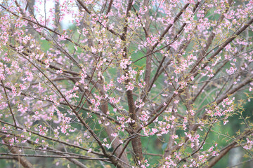 Phaya Suea flower or Sakura flower in Thailand is a rose apple that is small in size and has a tall stem.