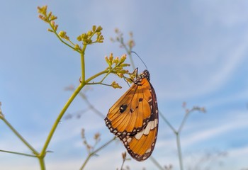 Tiger Wilked Butterfly - Close up details of butterflies, brown butterflies on flowers against a blur background © Eksapedia