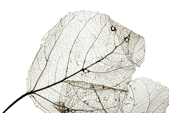 Macro shot of leaf vein skeleton. Abstract texture background.