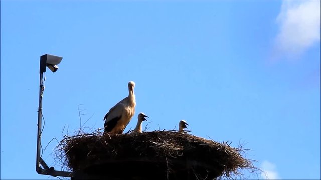 stork family with camera at the nest

