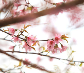 Phaya Suea flower or Sakura flower in Thailand is a rose apple that is small in size and has a tall stem.