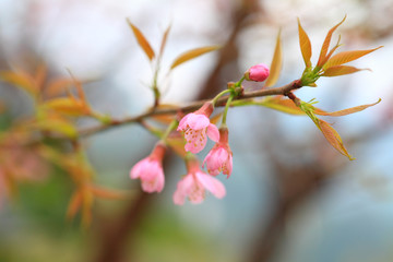 Phaya Suea flower or Sakura flower in Thailand is a rose apple that is small in size and has a tall stem.