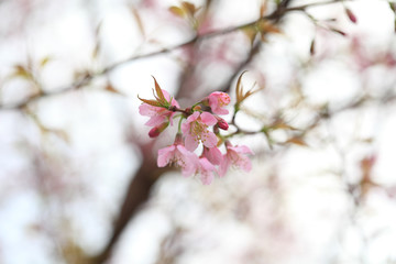 Phaya Suea flower or Sakura flower in Thailand is a rose apple that is small in size and has a tall stem.