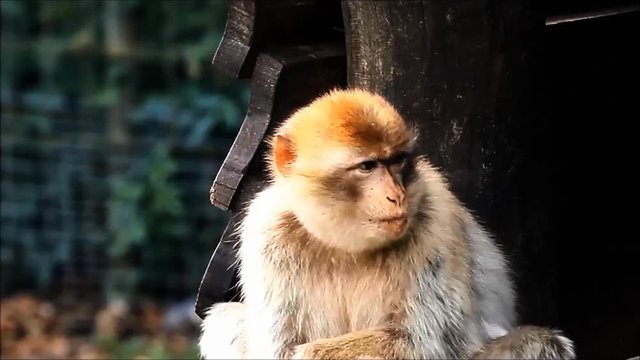 Barbary Macaque looking, zoom in
