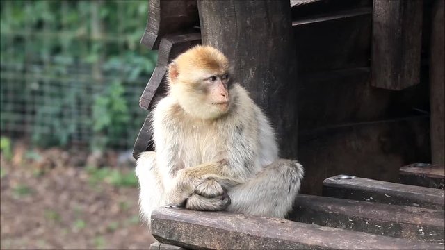 Barbary Macaque in a wildlife zoo
