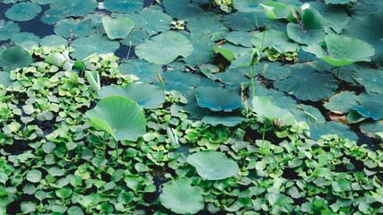 Green lotus water lily flower on pond water surface level in a wetland. Variegated foliage aquatic plant organism. Spirituality meditating peace spirituality symbol. tranquility background decoration