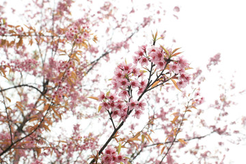 Phaya Suea flower or Sakura flower in Thailand is a rose apple that is small in size and has a tall stem.