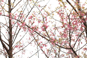 Phaya Suea flower or Sakura flower in Thailand is a rose apple that is small in size and has a tall stem.