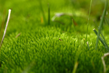 Green moss in muddy field. Background.