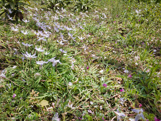 2020 Spring flowers bloomed wonderfully. Create an environment where everyone has hope. Creating a flower bed that everyone wants.