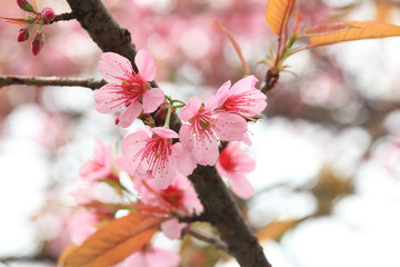 Phaya Suea flower or Sakura flower in Thailand is a rose apple that is small in size and has a tall stem.