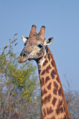 A giraffe in a wildlife reserve in South Africa