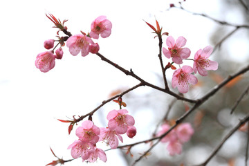 Phaya Suea flower or Sakura flower in Thailand is a rose apple that is small in size and has a tall stem.